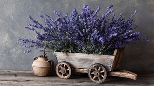 木车盛放的浪漫紫色薰衣草