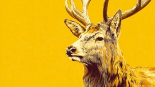 金色麋鹿特写 背景纯黄