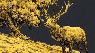 金色旷野中的雄鹿