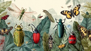 多彩昆虫齐聚繁茂植物间