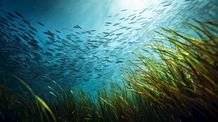 海底鱼群与水草的梦幻景象