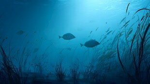 深海中的鱼群与海草景观