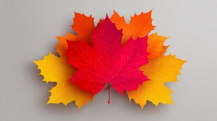 多彩枫叶组合 秋日之美