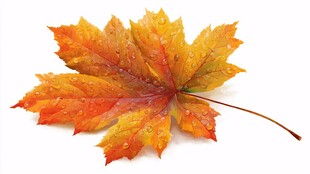 带水珠的斑斓枫叶