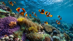 缤纷海底世界的小丑鱼群