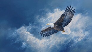 翱翔天际的雄鹰