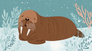 海象惬意休憩于冰雪世界