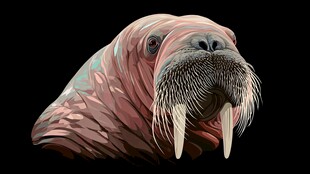 海象头部特写艺术插画