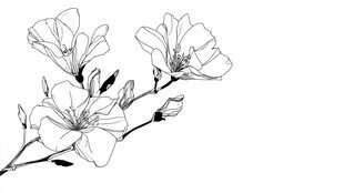 玉兰花枝线描图