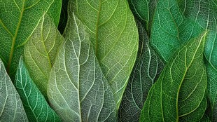 翠绿叶片纹理特写