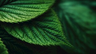 翠绿叶片的细腻纹理特写