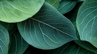 翠绿叶片纹理特写