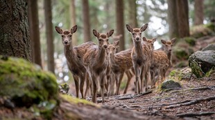 林间小鹿群漫步森林间