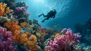 潜水者畅游多彩海底世界