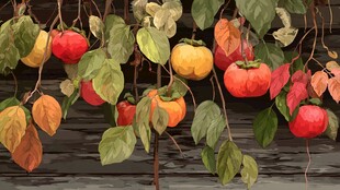 枝头柿子艳 绿叶相映衬