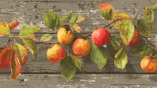 秋日枝头的多彩柿子果实