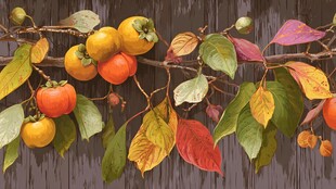 枝头柿子与多彩秋叶