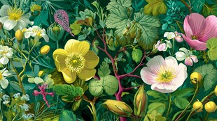 缤纷花卉的自然绿意图景