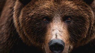 棕熊特写 野性目光与毛发