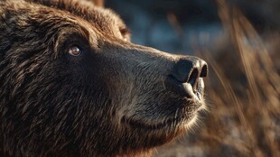 棕熊特写 旷野中的坚毅眼神