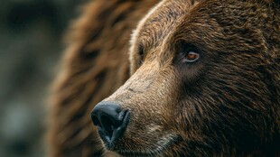 棕熊特写 坚毅眼神与毛发质感