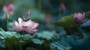 荷上蝶影 尽显自然诗意