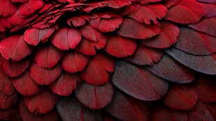 艳红羽翼纹理特写