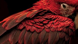 鲜艳红羽鹦鹉特写