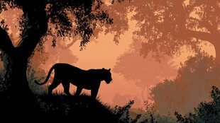 黄昏中独行的黑豹