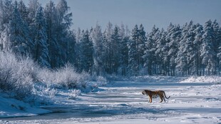 雪野中独行的斑斓猛虎