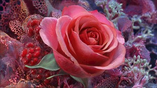 娇艳红玫瑰与多彩植物相伴