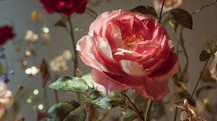 娇艳盛放的粉色浪漫玫瑰