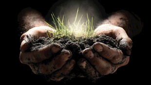 双手捧护新生绿草