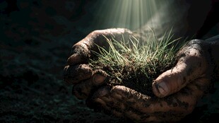 掌心绿意 生命与希望萌芽