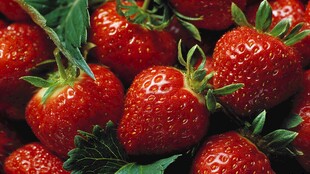 新鲜饱满的诱人红草莓