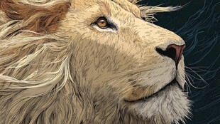 雄狮昂首 尽显王者风范