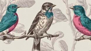 三只彩羽小鸟栖于枝头