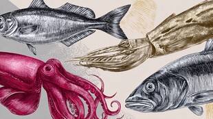 手绘海洋生物插画展示