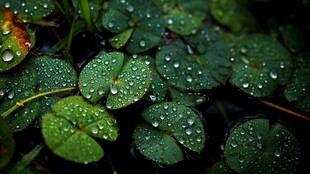 带露三叶草的清新之美