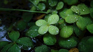 带露三叶草 清新自然景致