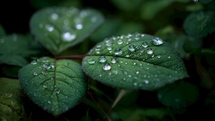 带露绿叶的清新自然之美