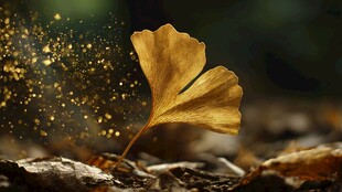 银杏叶飘落的梦幻瞬间