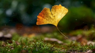 飘落的银杏叶 自然之美