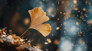 银杏叶飘落的唯美瞬间