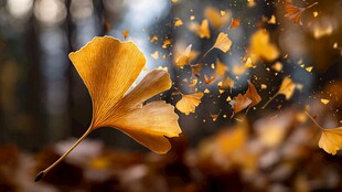 银杏叶飘零的秋日美景