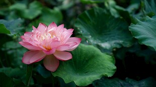 娇艳荷花绽放于绿叶间