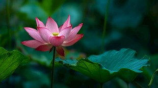 娇艳荷花绽放于绿叶间