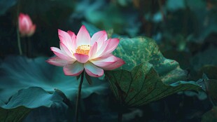 娇艳荷花绽放于绿叶间