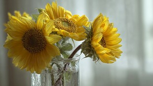 花瓶中的灿烂向日葵