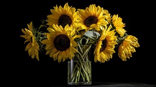 花瓶中的灿烂向日葵